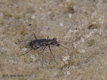 Cicindela trifasciata